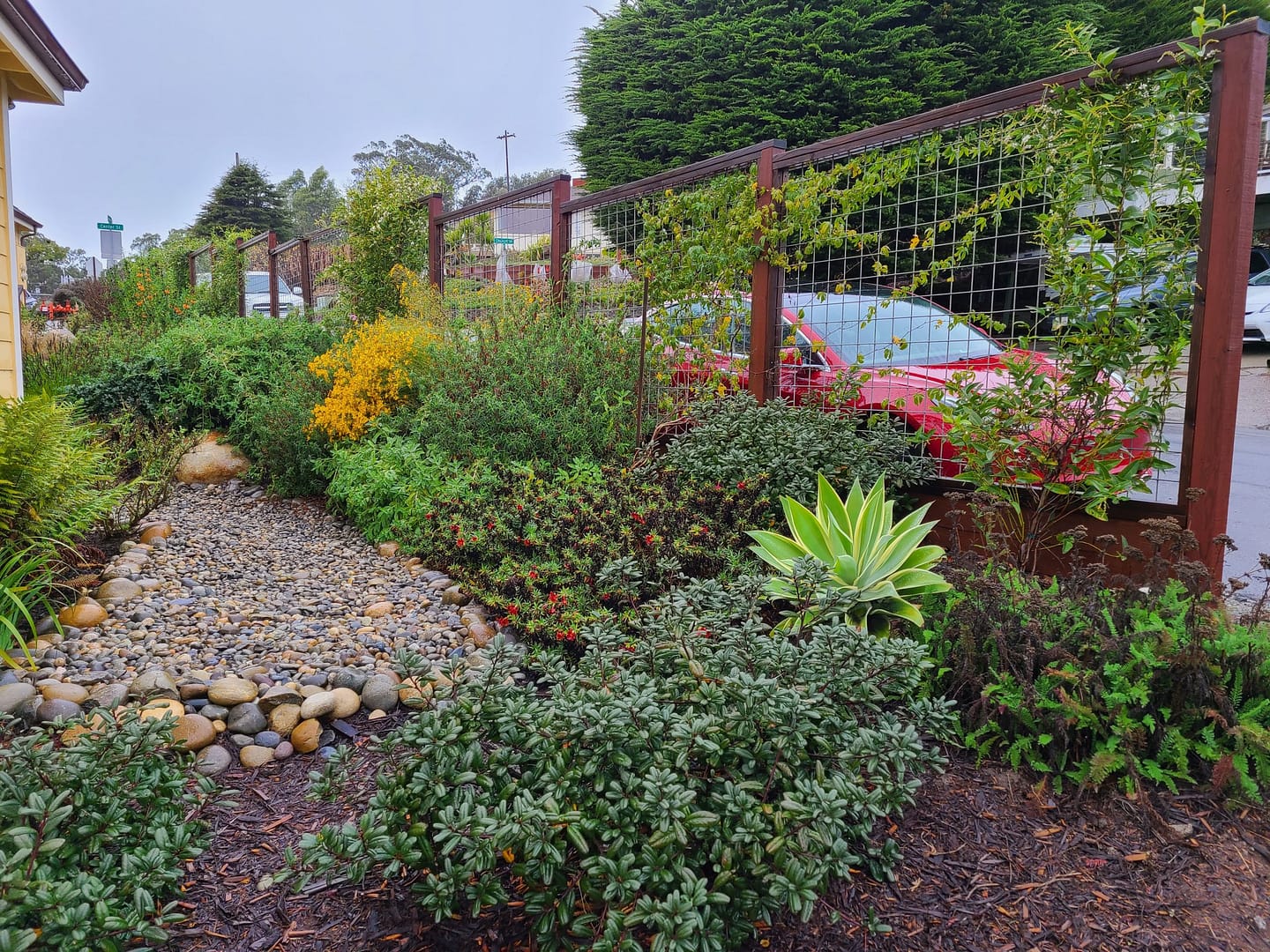 Image of planting that includes native California plants such as coffeeberry, sticky monkey flower, Agave attenuatta, Achillea millefolium (yarrow) adjacent to a fence in a residential landscape by California landscape designer Braid.Work Landscape Architecture