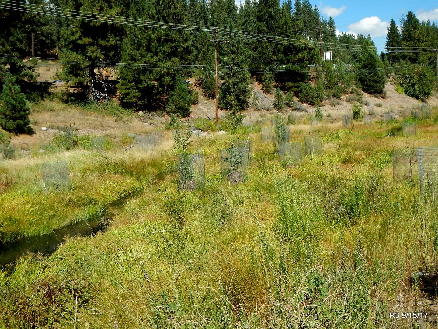 Trout Creek R33 creek and surrounding banks of Trout Creek, CA with native plantings in accordance with ecological restoration planting plan