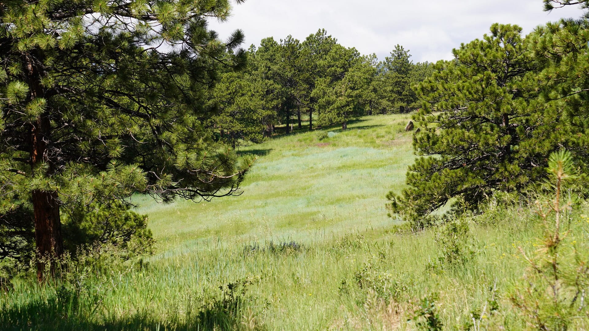 ecological restoration local native landscape meadow