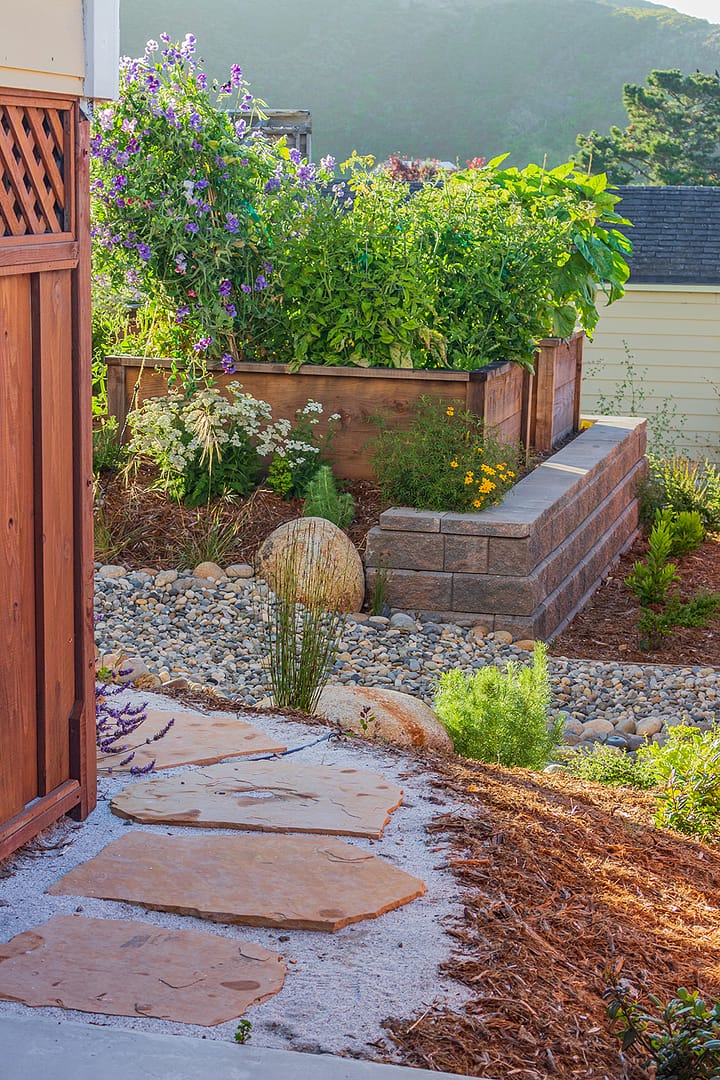 Davenport-Residences-native-plants-Garden-with-raised-veggies-and-cmu-block-wall California native plants in a raised bed planter accompanied by vegetable plantings above a flagstone path with mulch and a waterwise rock path