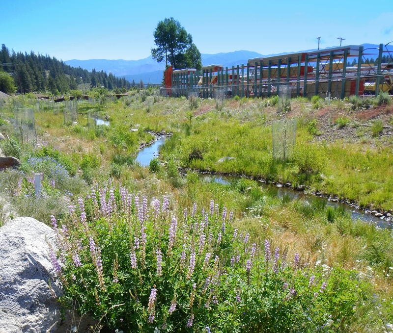 Trout Creek R3 creek and surrounding banks of Trout Creek, CA with native plantings in accordance with ecological restoration planting plan. Pink native flowers in the foreground with mountains in background.